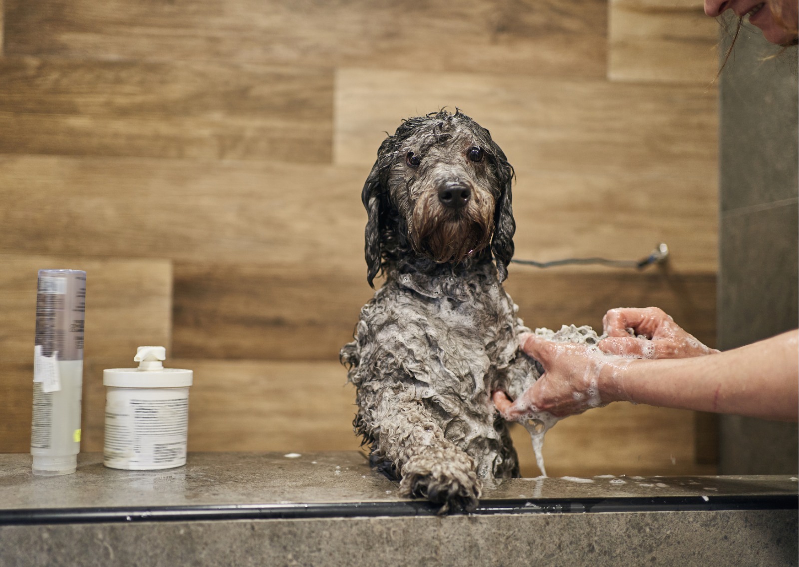 Hund wird beim Hundefriseur gebadet und eingeschäumt – fellpro Fellpflege